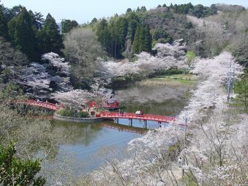 桜の名所百選の茂原公園の桜風景の写真です。弁天池にかかる赤い橋と桜の調和が見どころです。